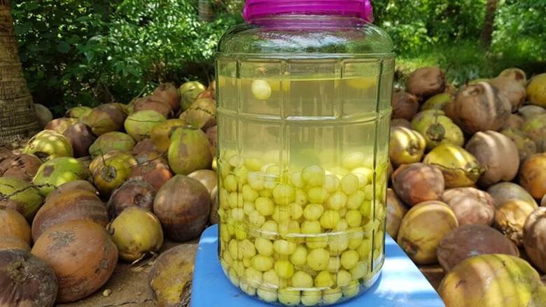 Các loại hoa quả ngâm rượu phổ biến hiện nay